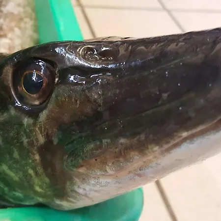 Gaestehaus & Restaurant Seemannshus